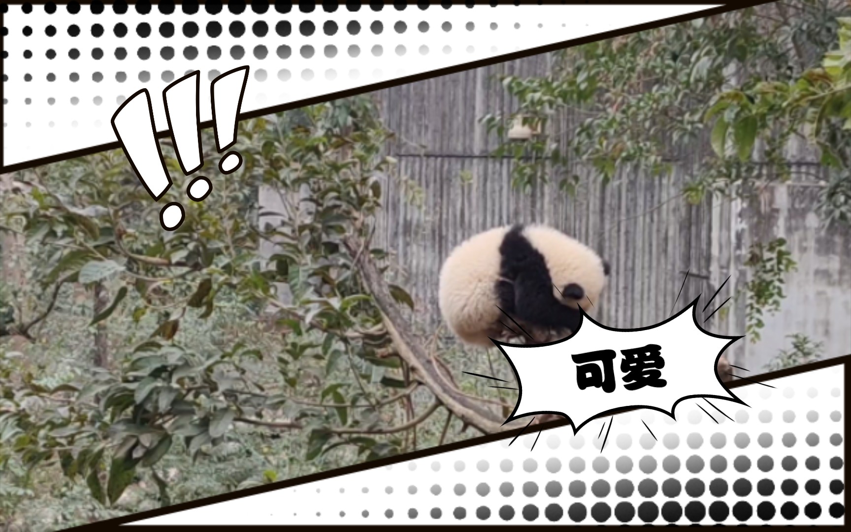 自挂东南枝 熊猫图片