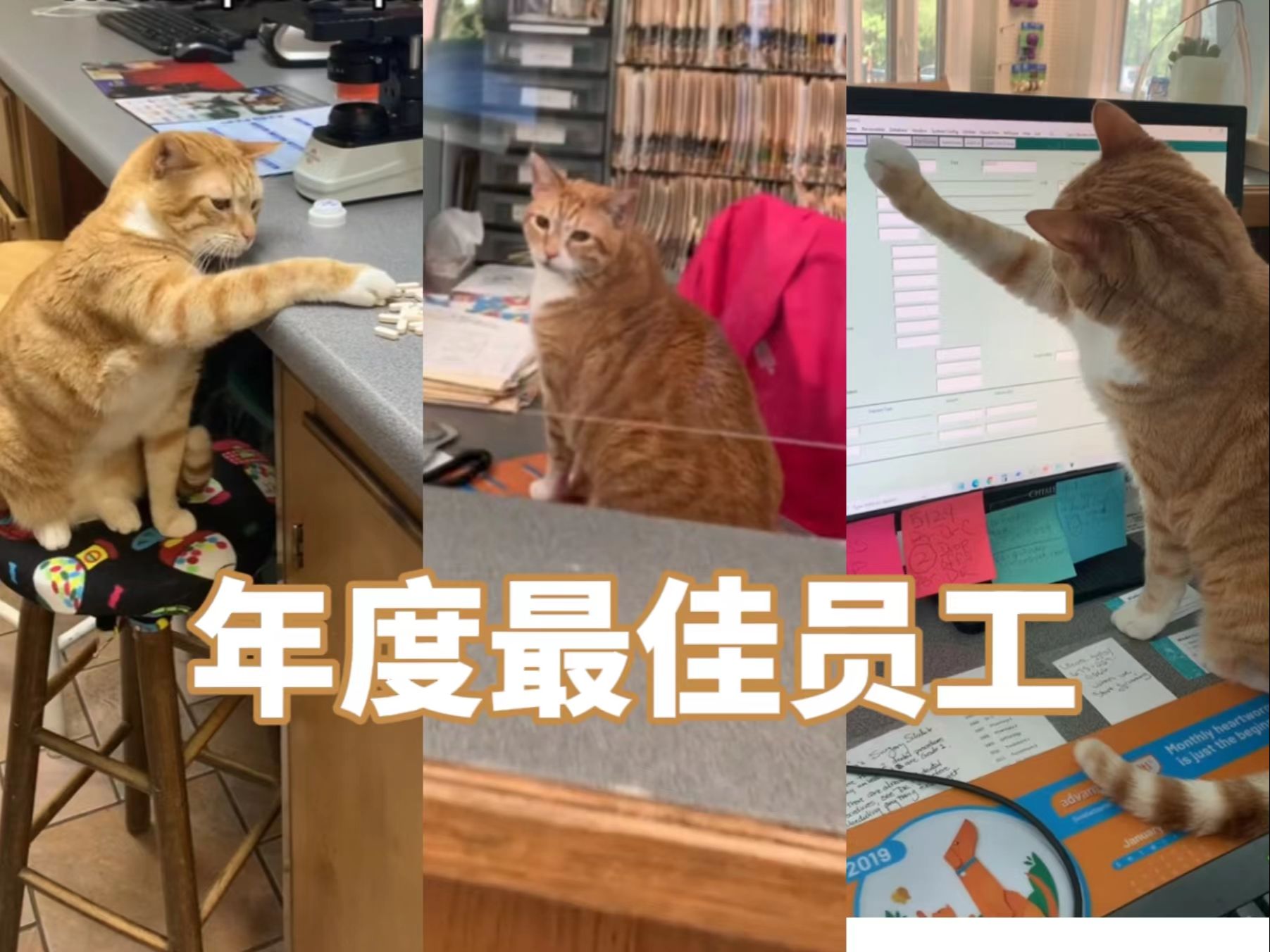 猫猫Bagel成为宠物医院年度最佳员工的评选理由哔哩哔哩bilibili