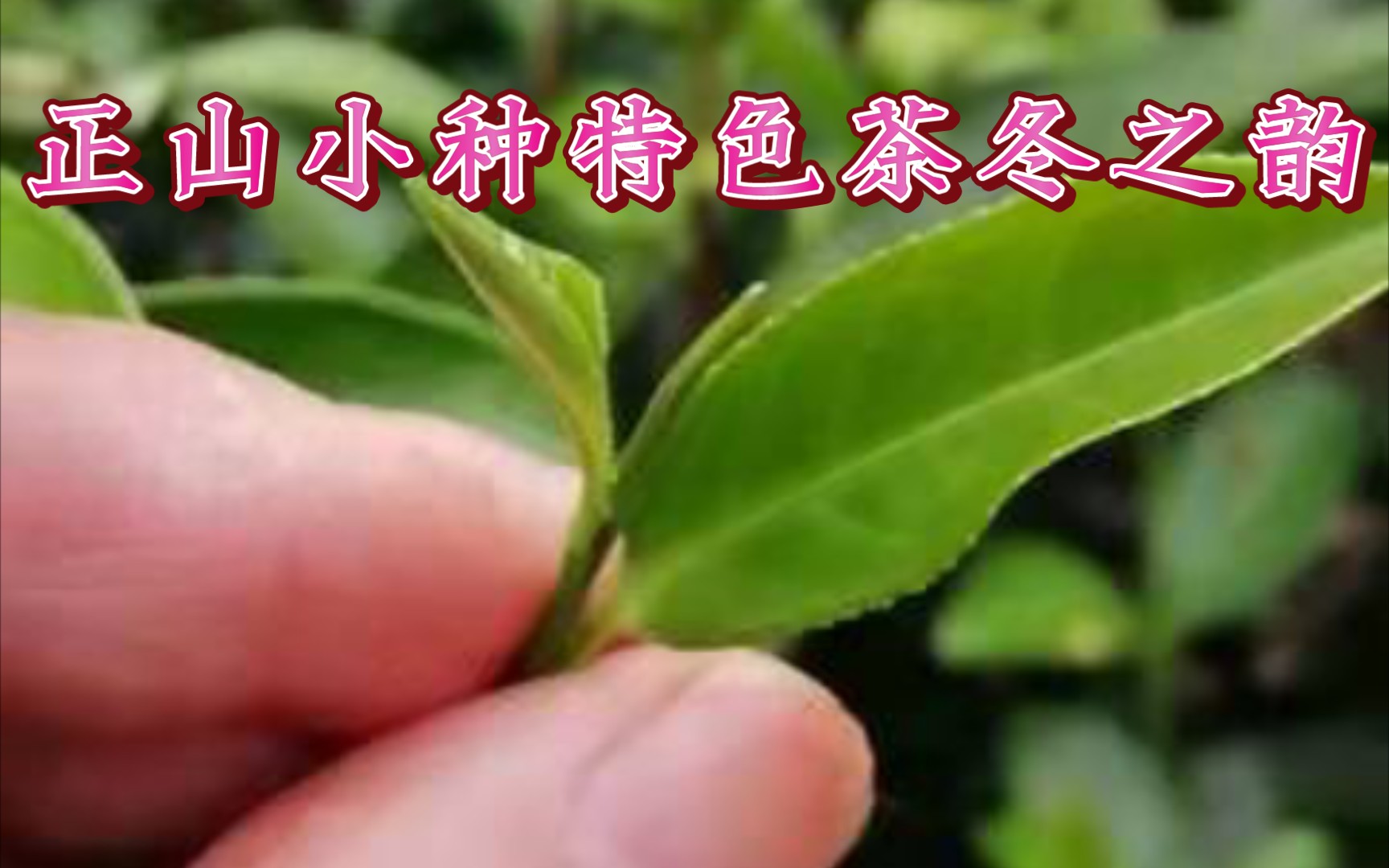 品鉴:正山小种赤甘类特色茶【冬之韵】桐木村三港小队吴老板私房茶哔哩哔哩bilibili