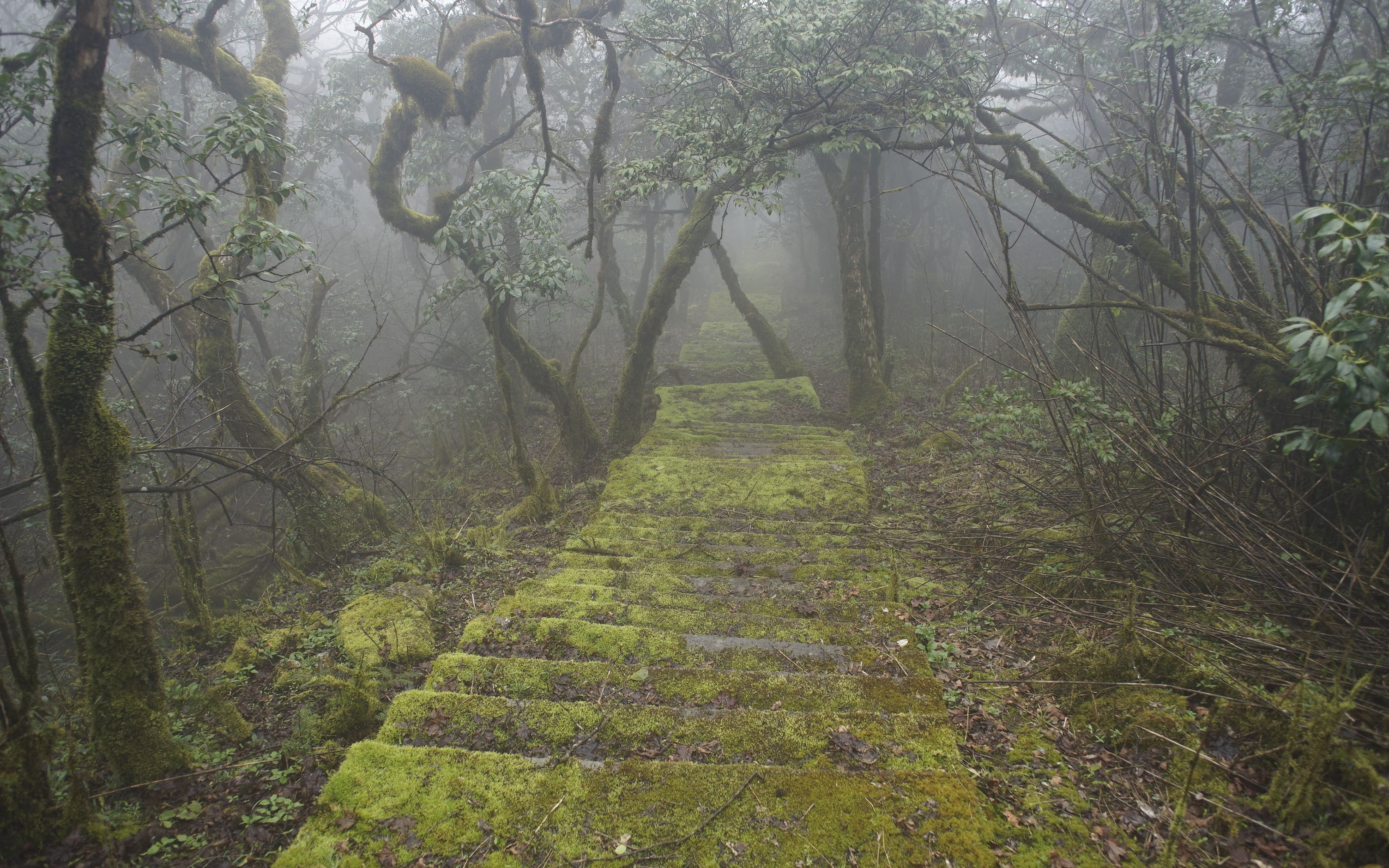 [图]在原始森林深处遇见神秘青石板路，上面布满青苔，不知通向何处