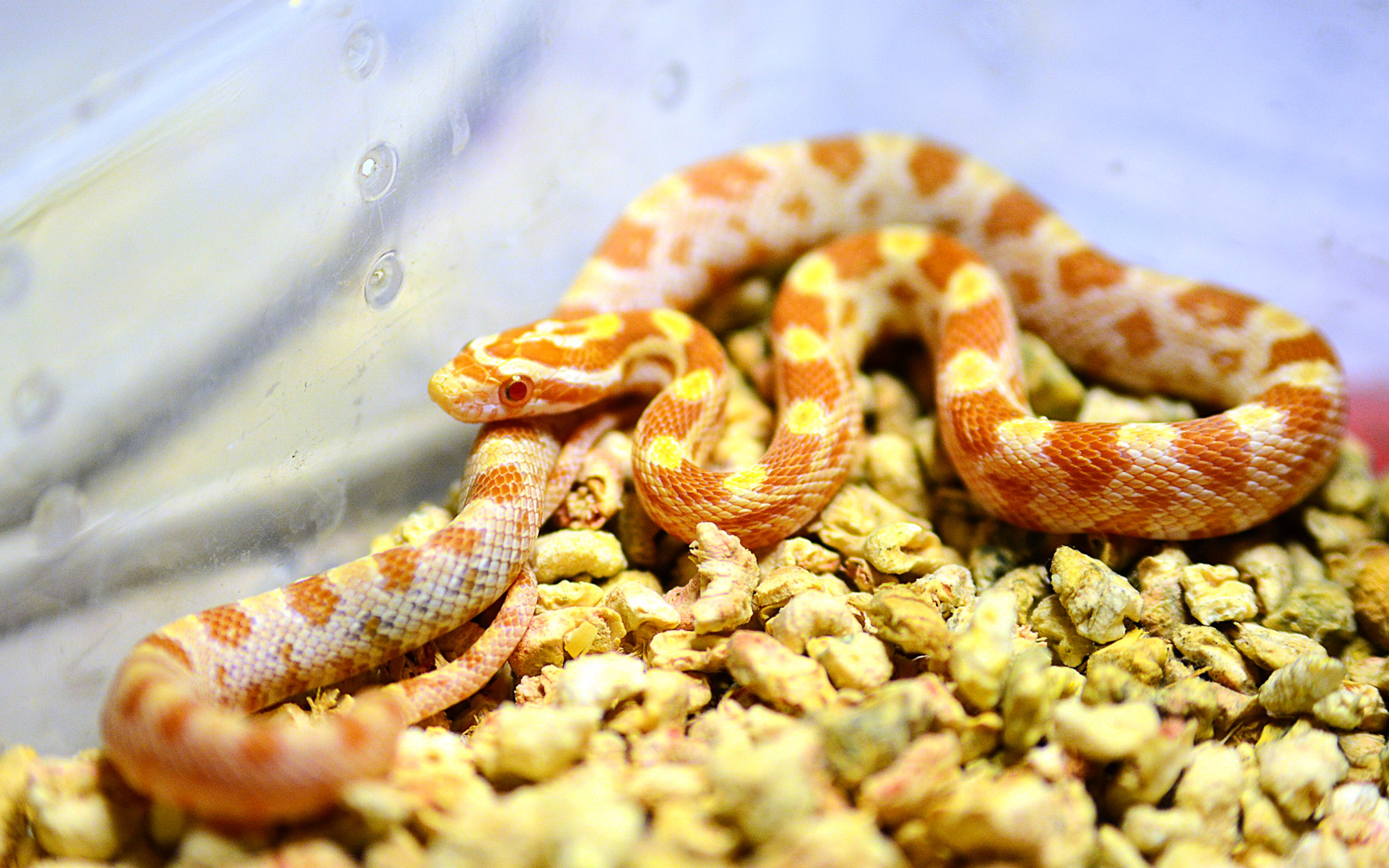 牛油玉米蛇捕食绞杀1/2速放慢_哔哩哔哩 (゜-゜)つロ 干杯~-bilibili