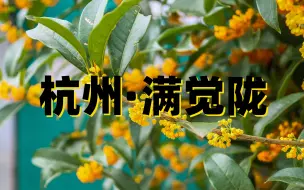 杭州满觉陇的桂花开了，你想带谁一起去欣赏？