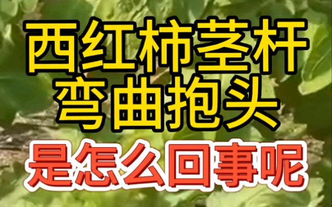 番茄茎杆弯曲抱头的原因分析,以及防治方案.哔哩哔哩bilibili