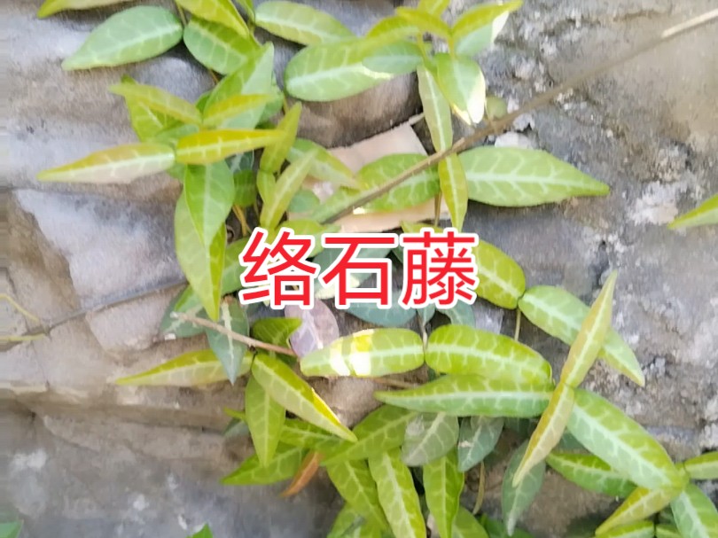 络石藤,是夹竹桃科植物络石的干燥藤茎哔哩哔哩bilibili