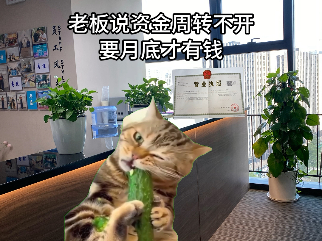 【猫meme】财务的无语瞬间哔哩哔哩bilibili