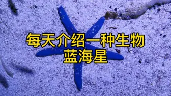 Download Video: 每天介绍一种生物-蓝海星