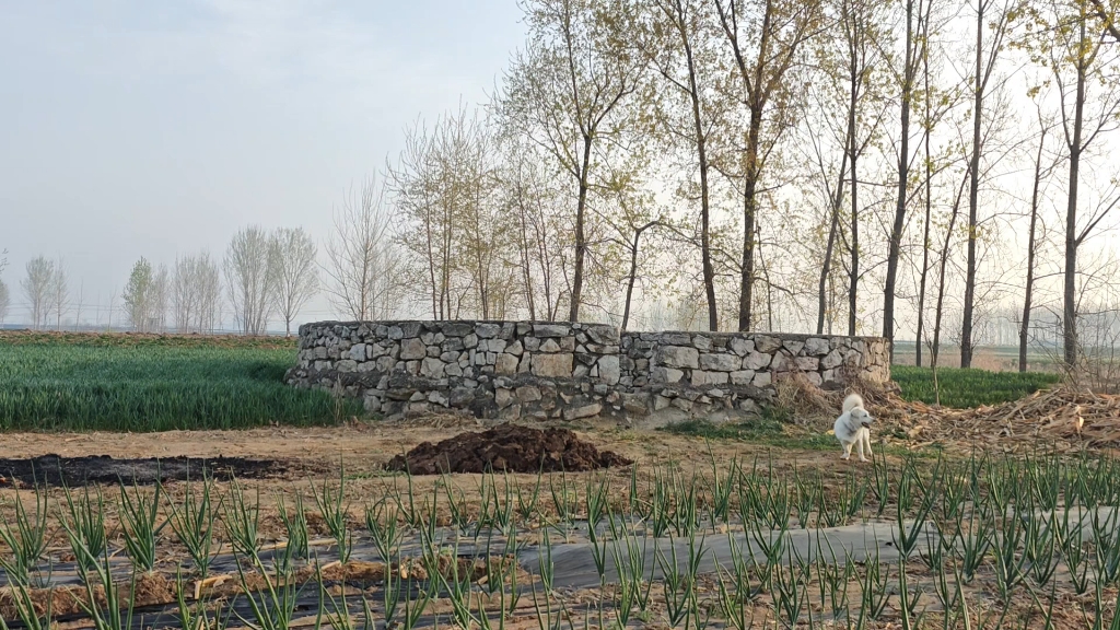 山东临沂莒南石莲子镇,故乡的原风景-巩大鹅-巩大鹅-哔哩哔哩视频