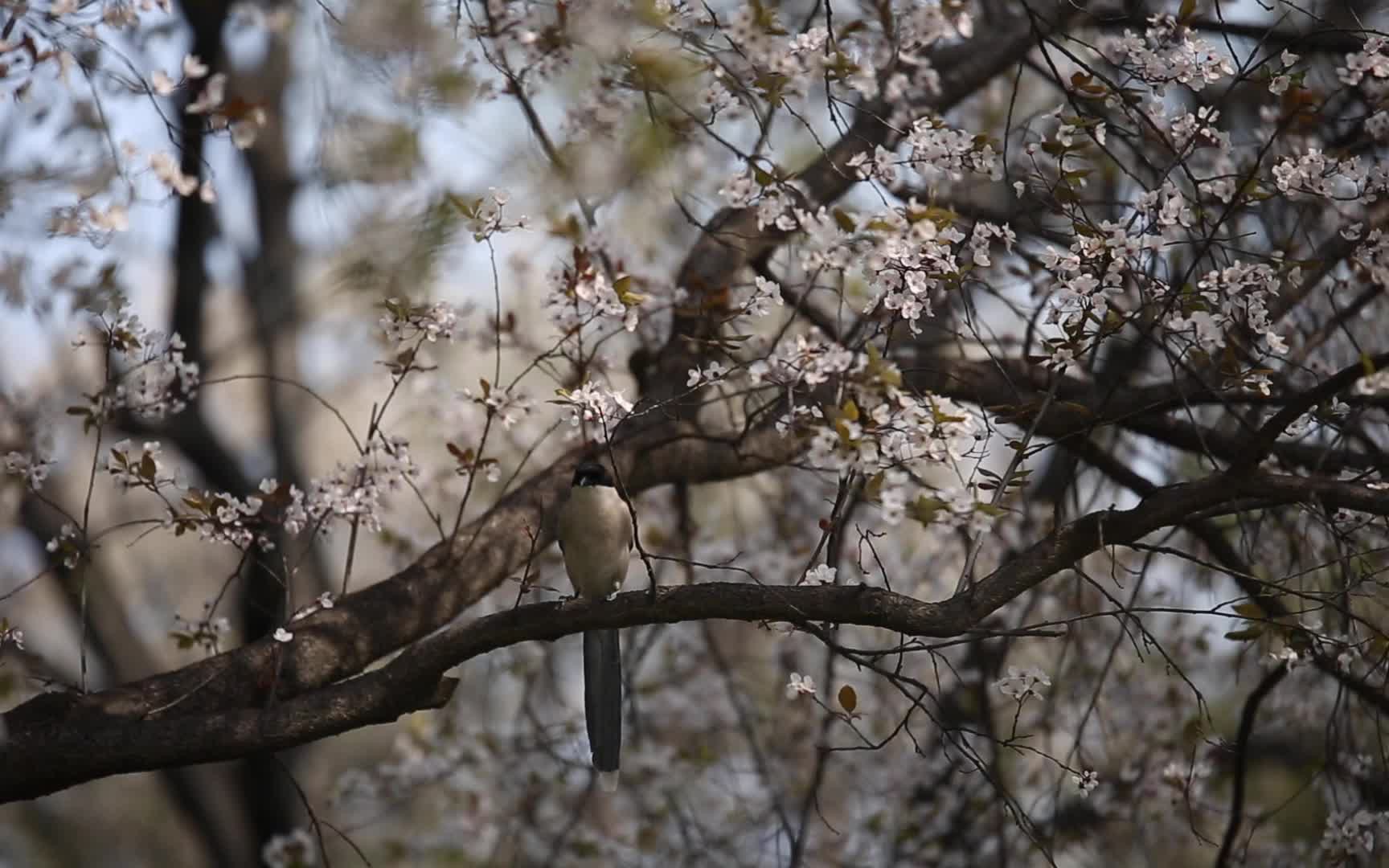 摄影师以拍图片方法呈现视频 长焦镜头拍摄春天的花真好看_哔哩哔哩