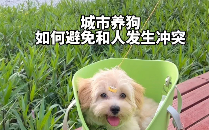 保住狗命指南,文明养狗