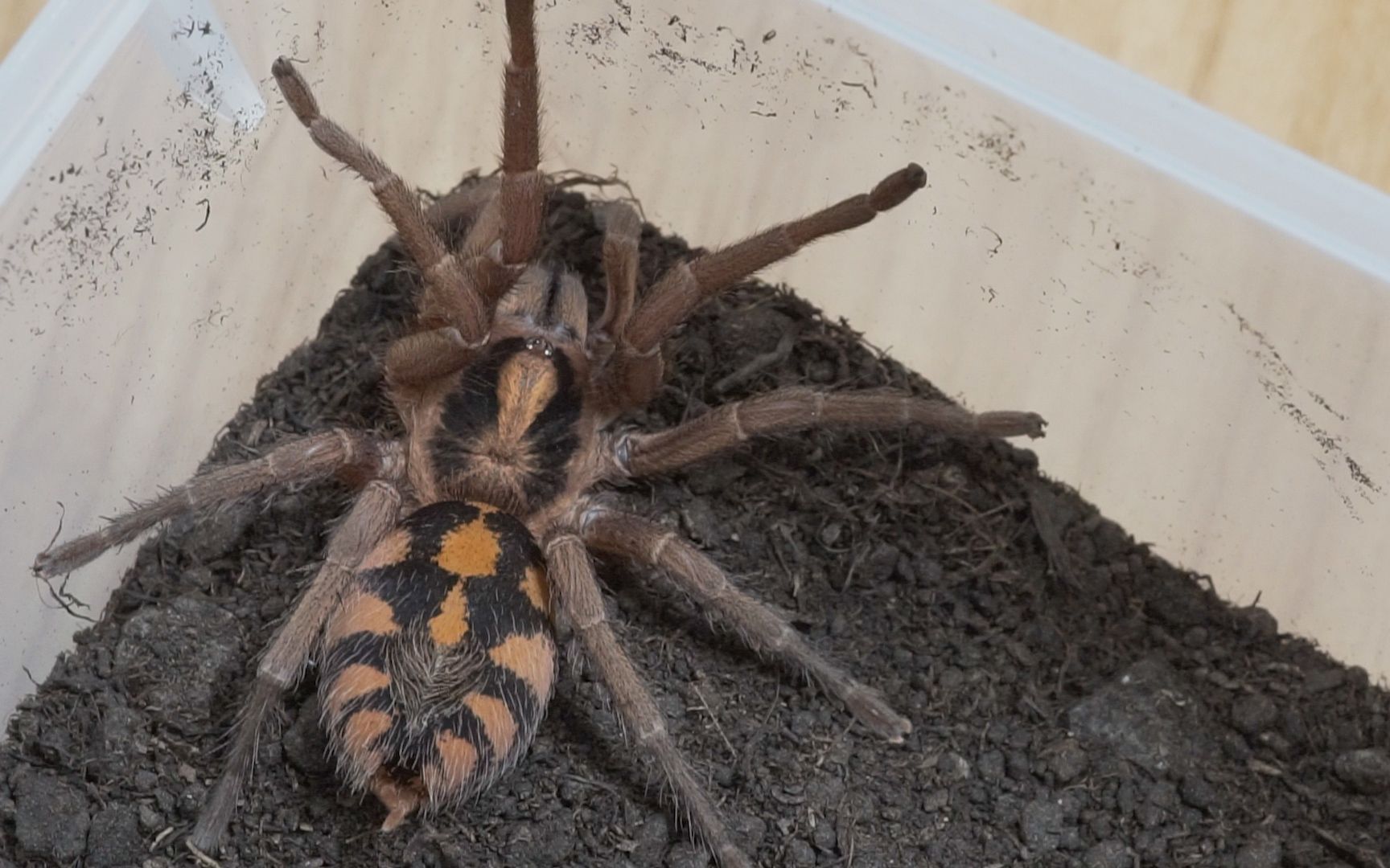 【gannman】给哥伦比亚大南瓜换盒子