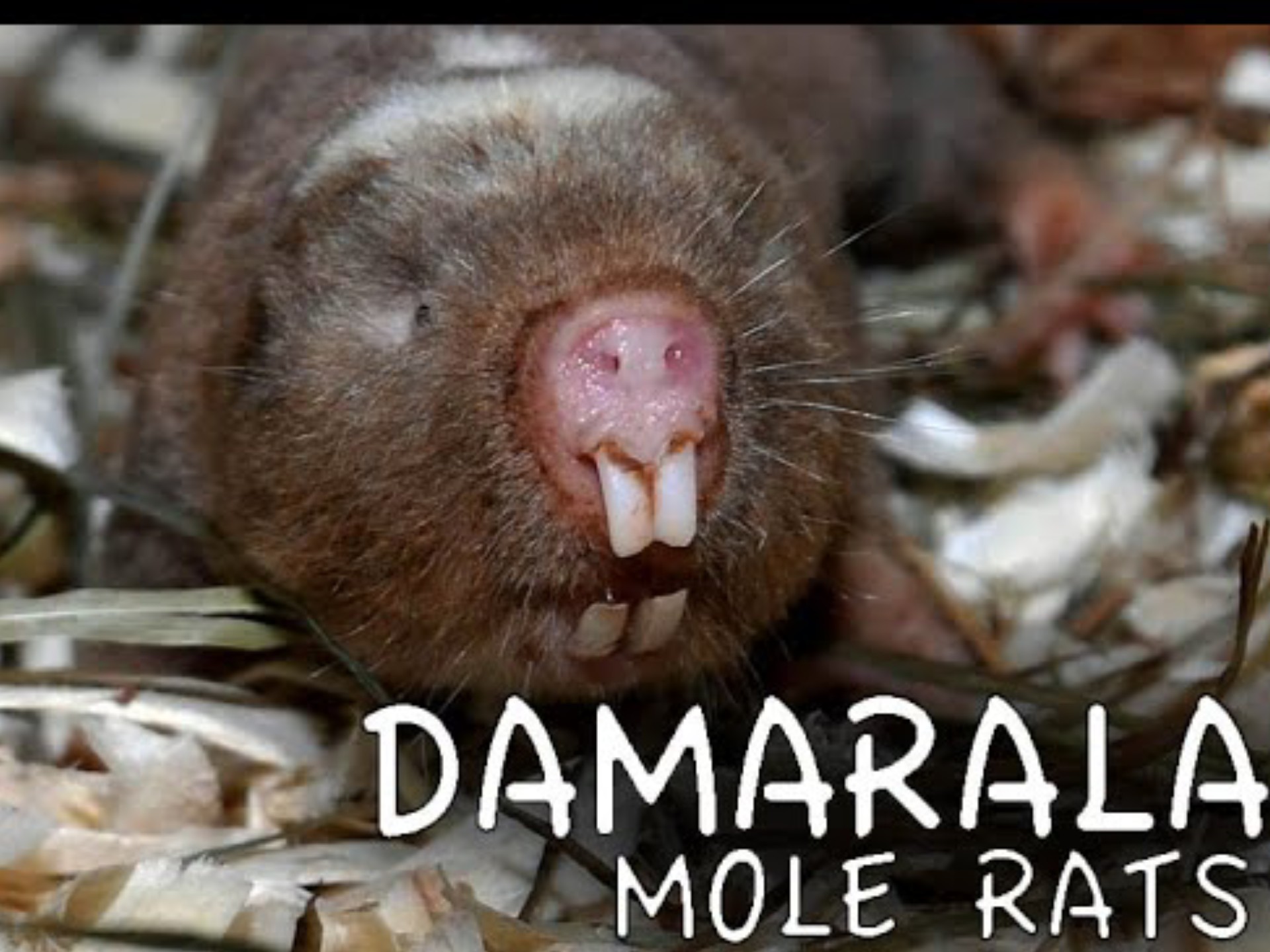 达马拉兰鼹鼠fukomys damarensis3