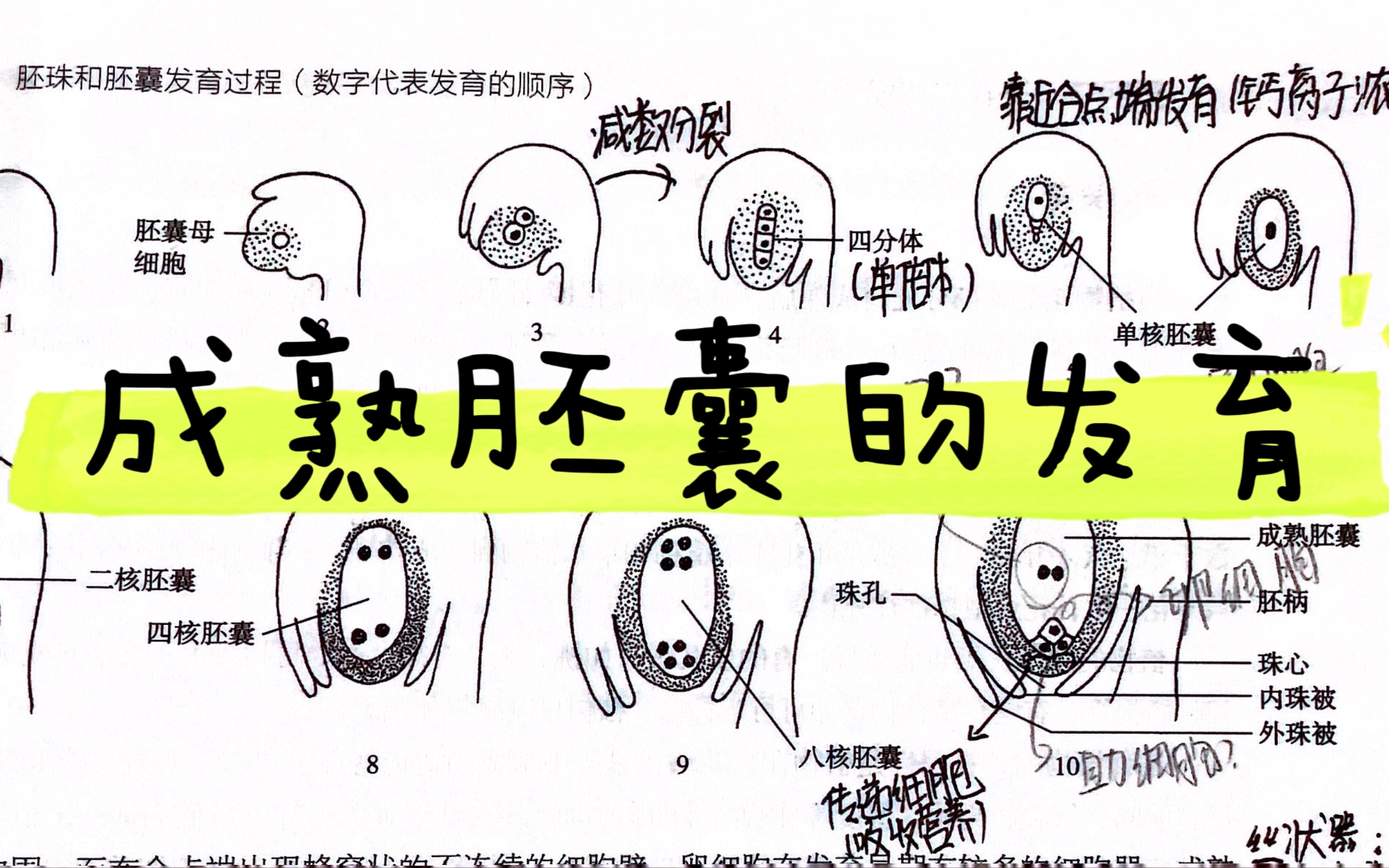 植物学|成熟配囊的结构和发育哔哩哔哩bilibili