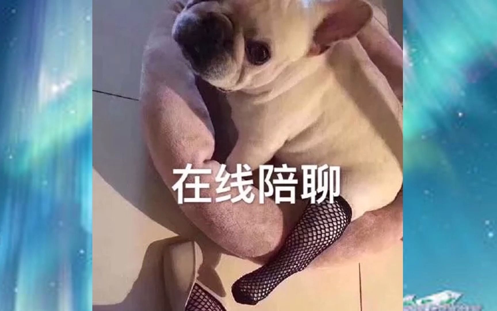 春日搞笑大赏动物篇