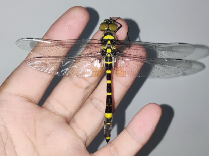 闪蓝丽大伪蜻羽化