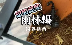 Download Video: 听说你们想看雨林蝎的饲养教程指南？这不就来啦！超酷（作者及商家