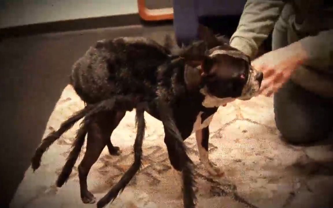 万圣节的蜘蛛狗