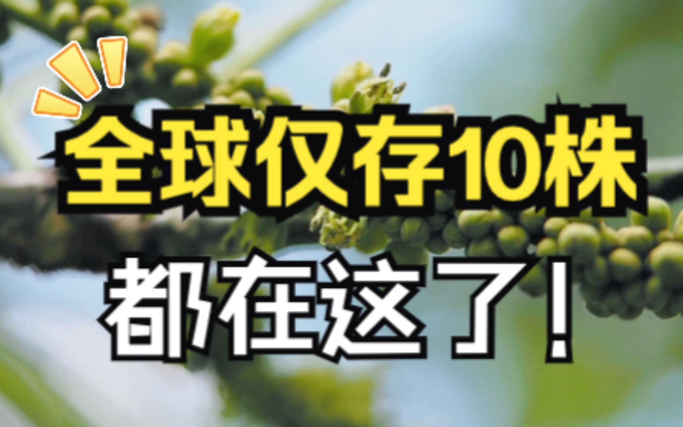 国际生物多样性日|野生绒毛皂荚再现身,全球仅存10株都在这了!哔哩哔哩bilibili