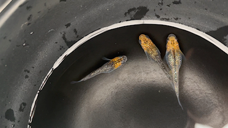 观背青鳉之《孕后一日》