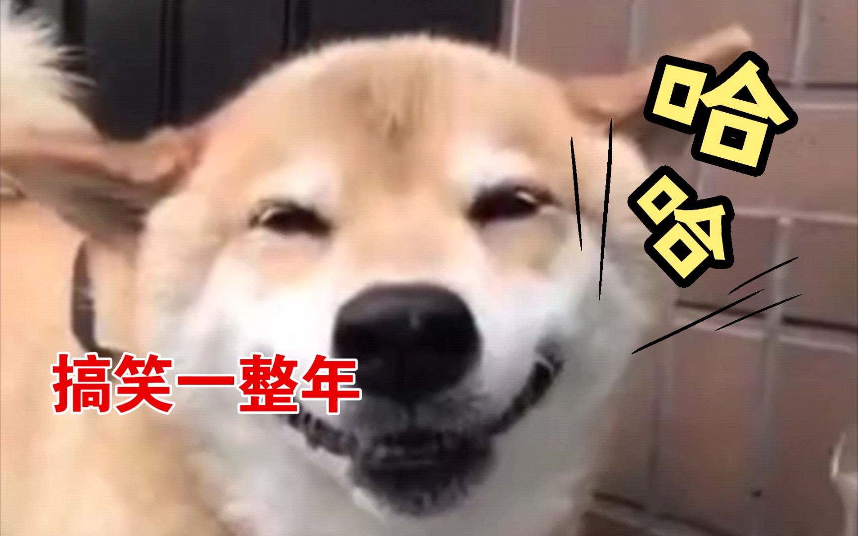 哈哈哈搞笑一整年