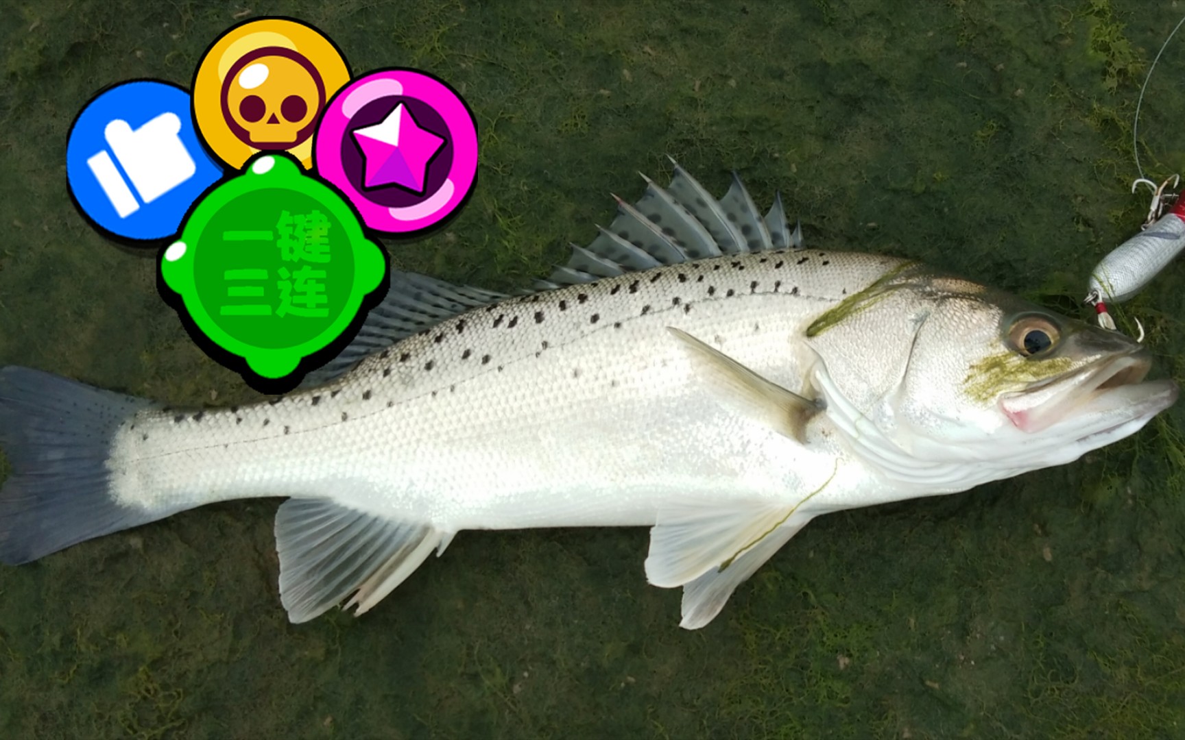 路亚海鲈,今天收获两条"鱼"97