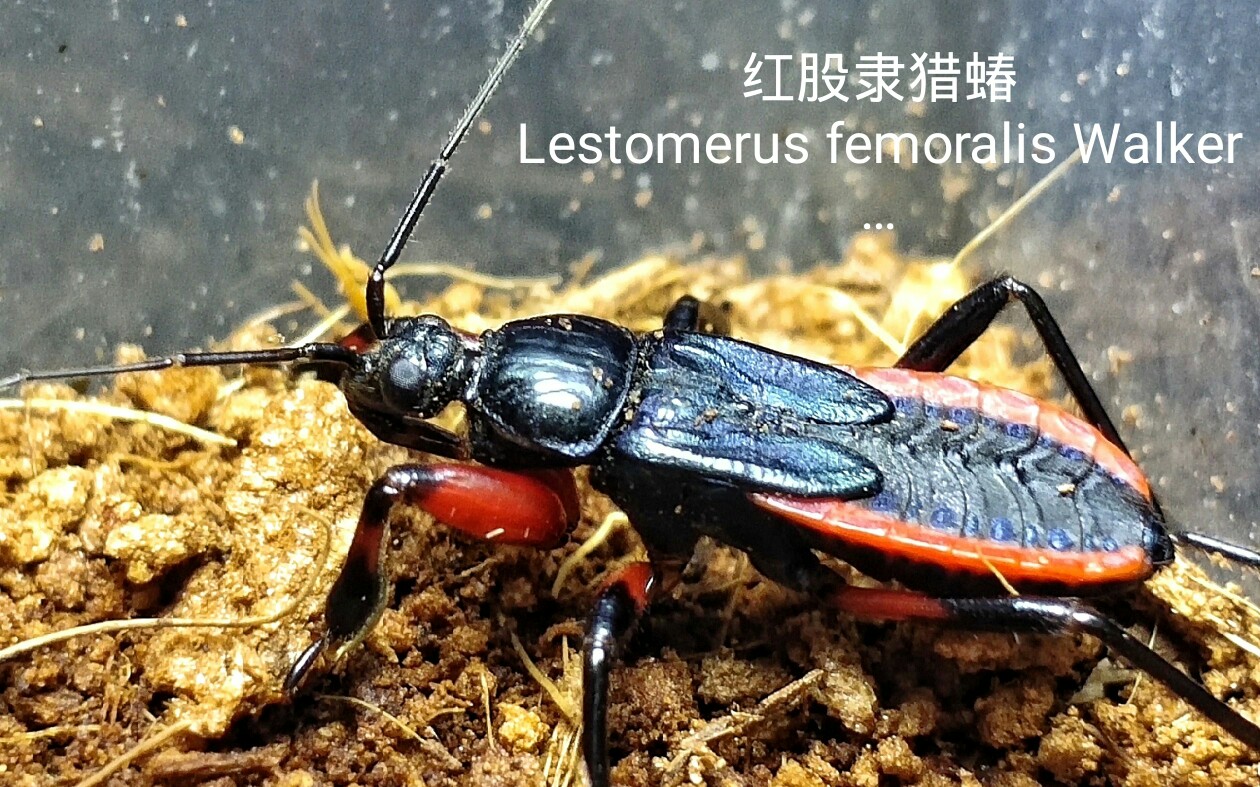 【猎蝽】红股隶猎蝽lestomerus femoralis walker捕食.