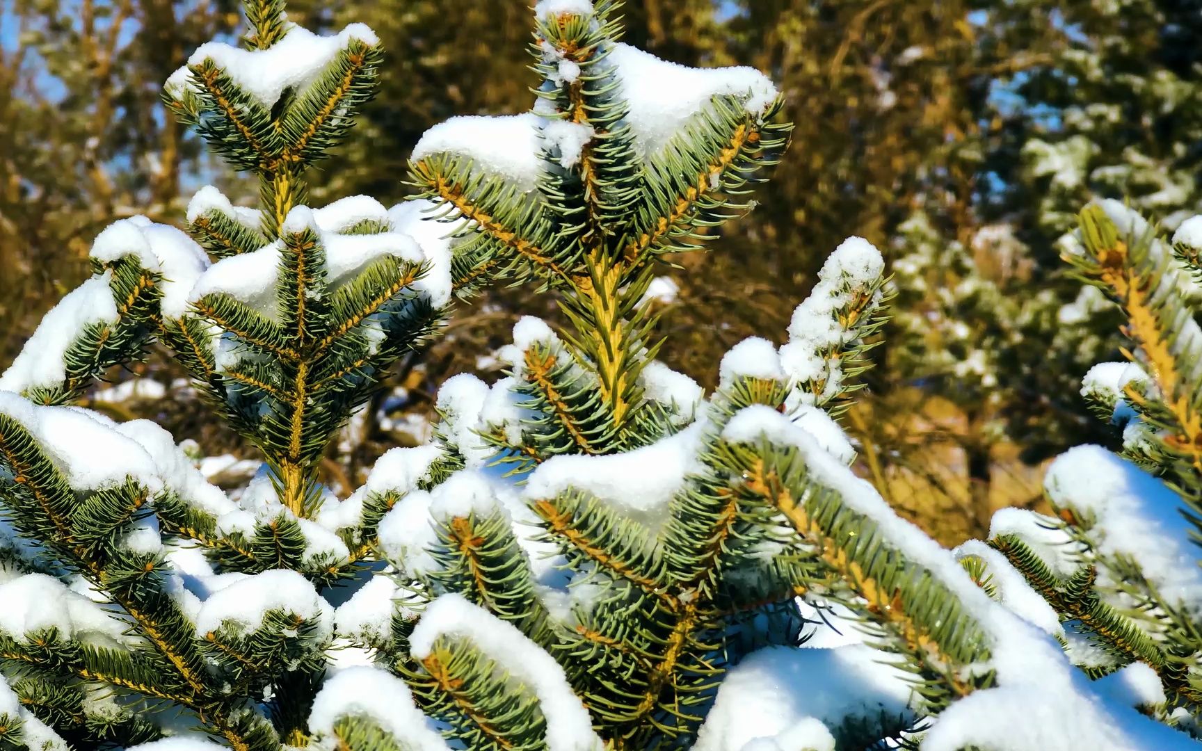 风景欣赏 雪压松树