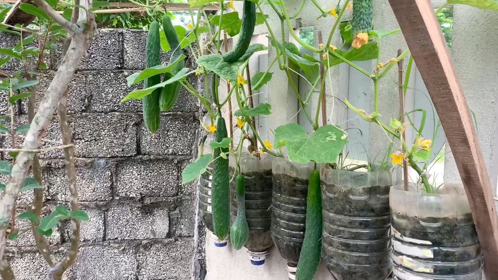 用塑料桶在家种植黄瓜,不仅高产,还很节省空间