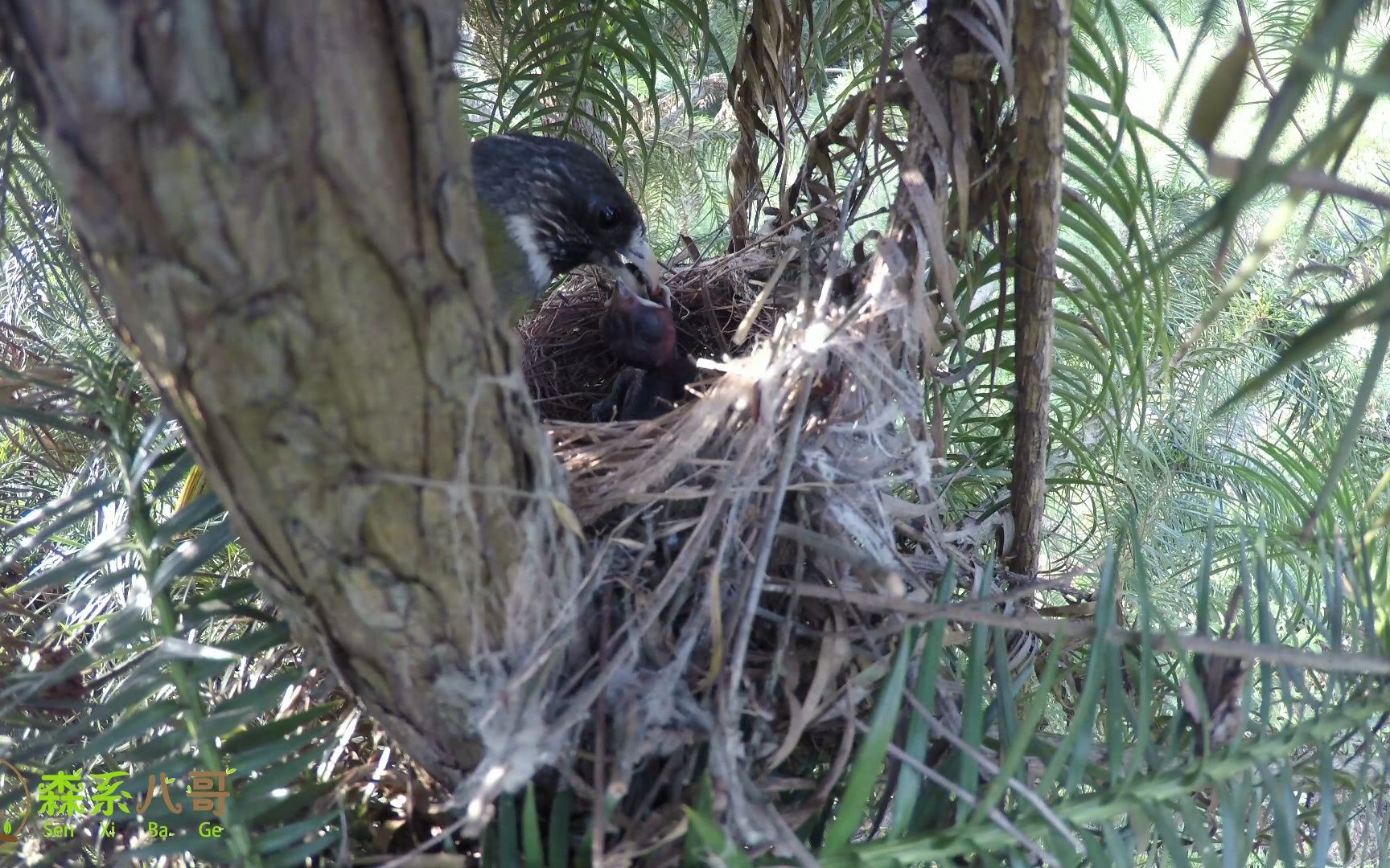 领雀嘴鹎:独生子就是好,独享食物,就怕巢里的是杜鹃鸟