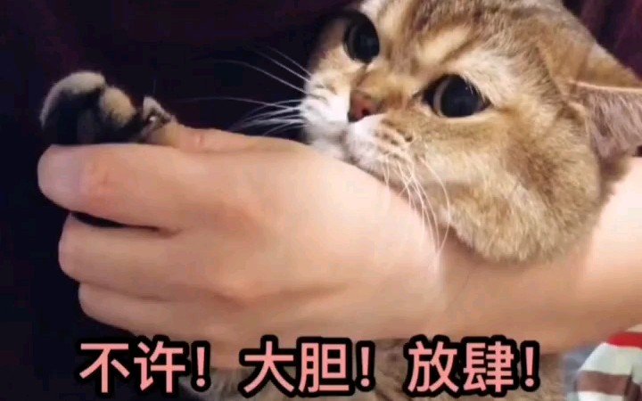 猫朕不许剪指甲否则我要发出狗叫吓死你