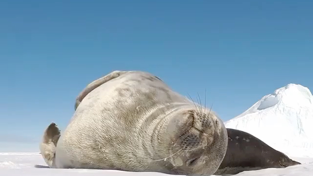 豹豹肚腩:一种打击乐器,也是召集豹豹粉丝的法器.