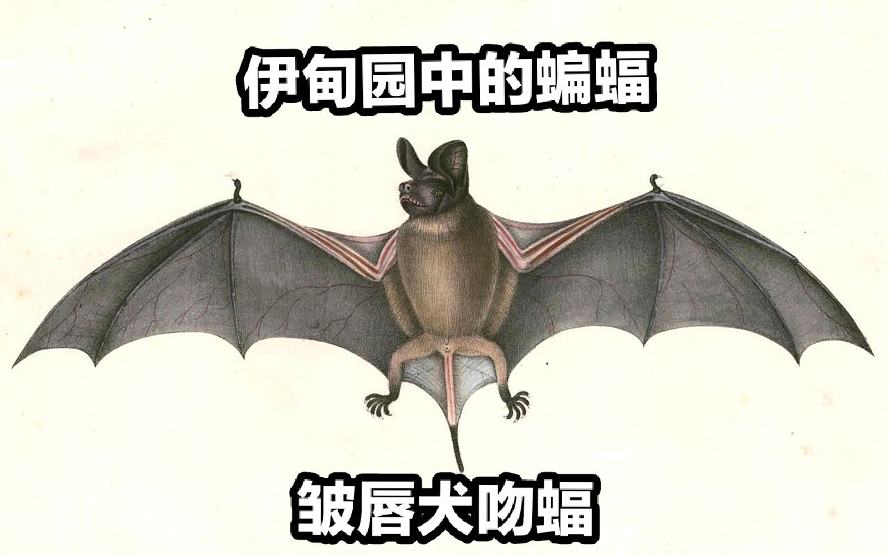 fu说蝠道第十六期伊甸园中的蝙蝠皱唇犬吻蝠