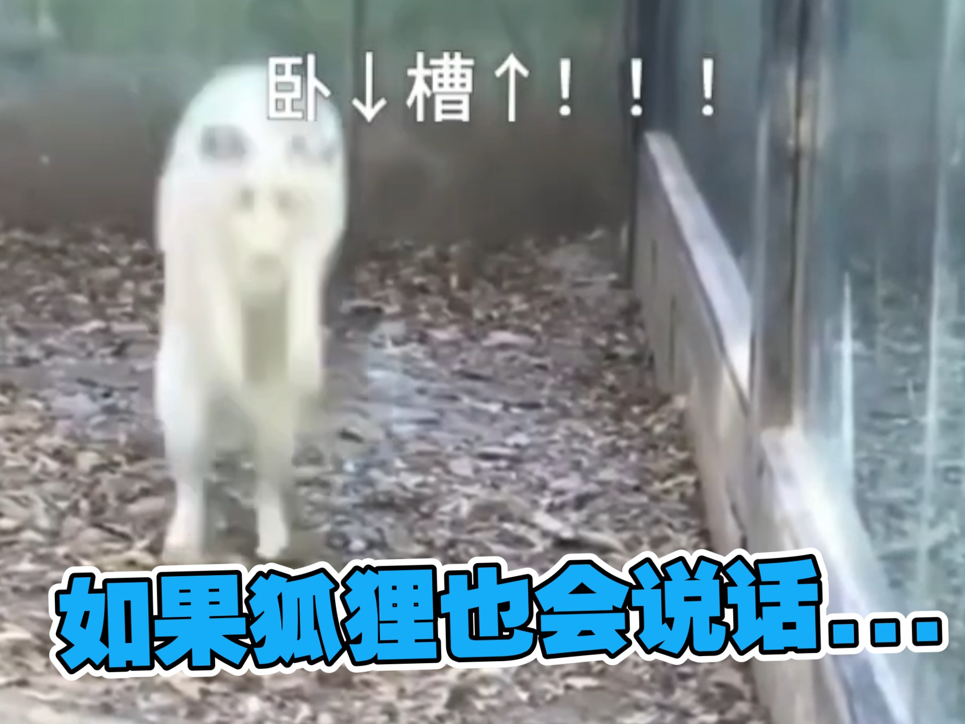 它...没了？？😨