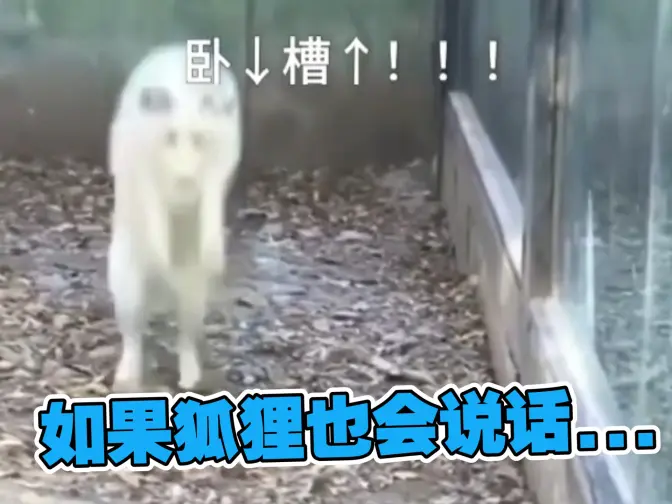 它...没了??😨