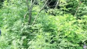 天下修道，终南为冠。