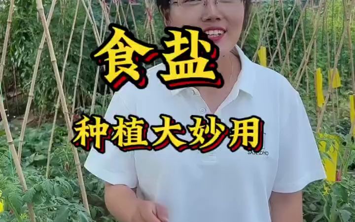 食盐种植大妙用哔哩哔哩bilibili