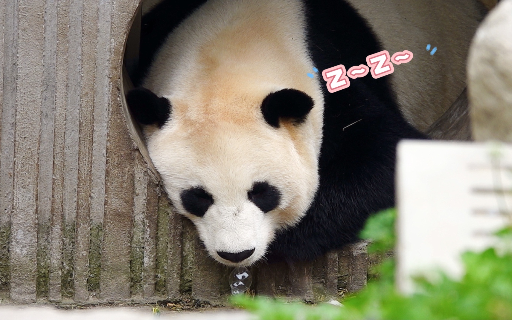 大熊猫珍珍睡觉吹泡泡