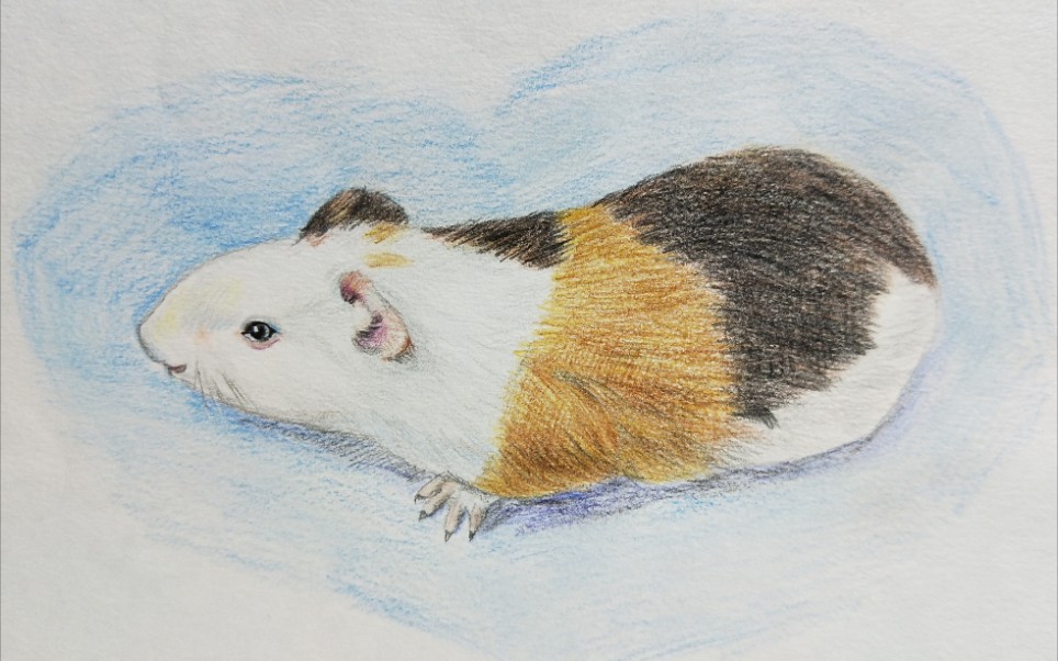 彩铅荷兰宠物猪