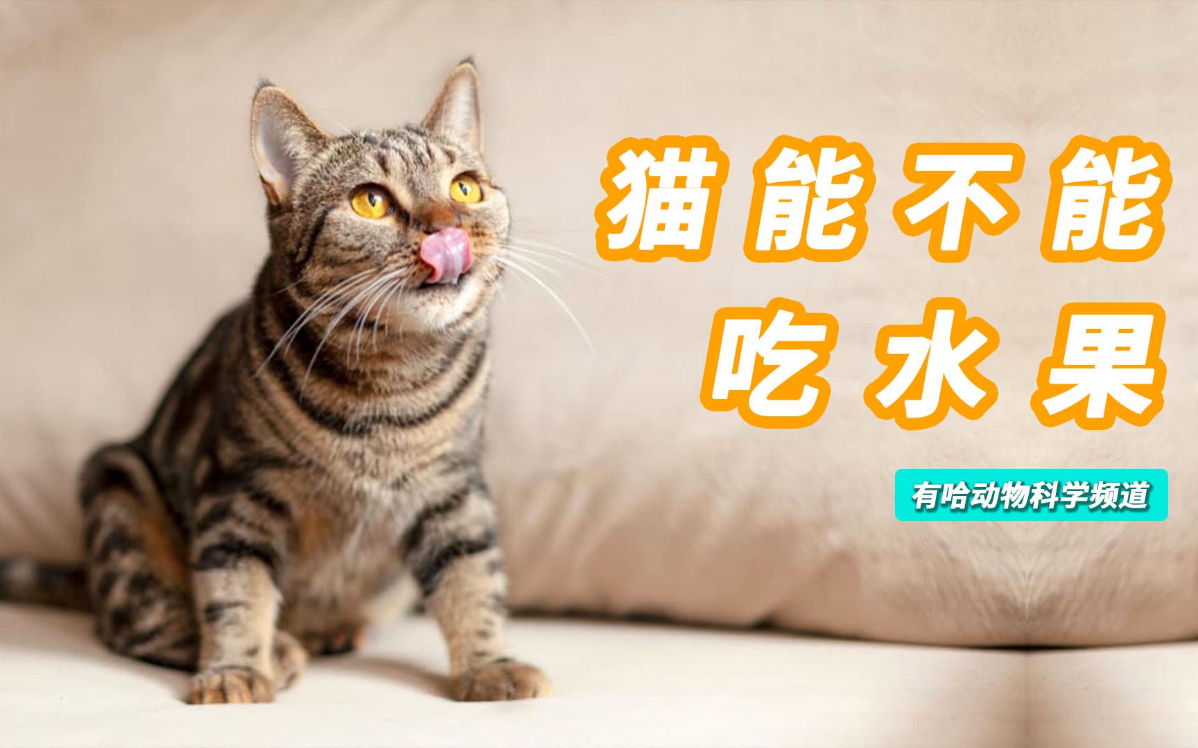 猫能吃水果吗?哔哩哔哩bilibili