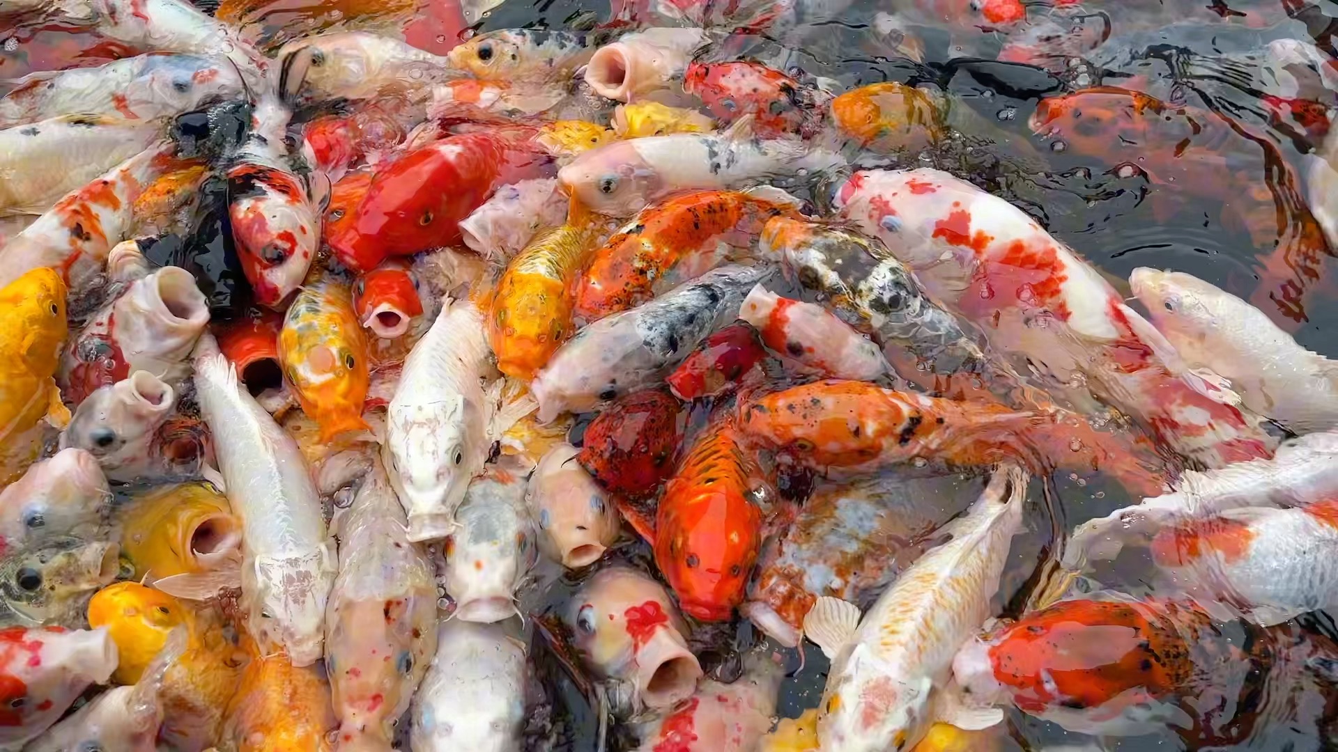 接锦鲤见着好运