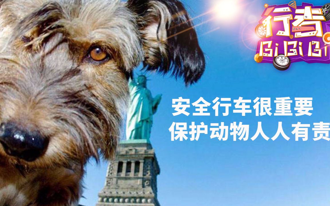 小动物车祸现场集锦爱心人士慎点