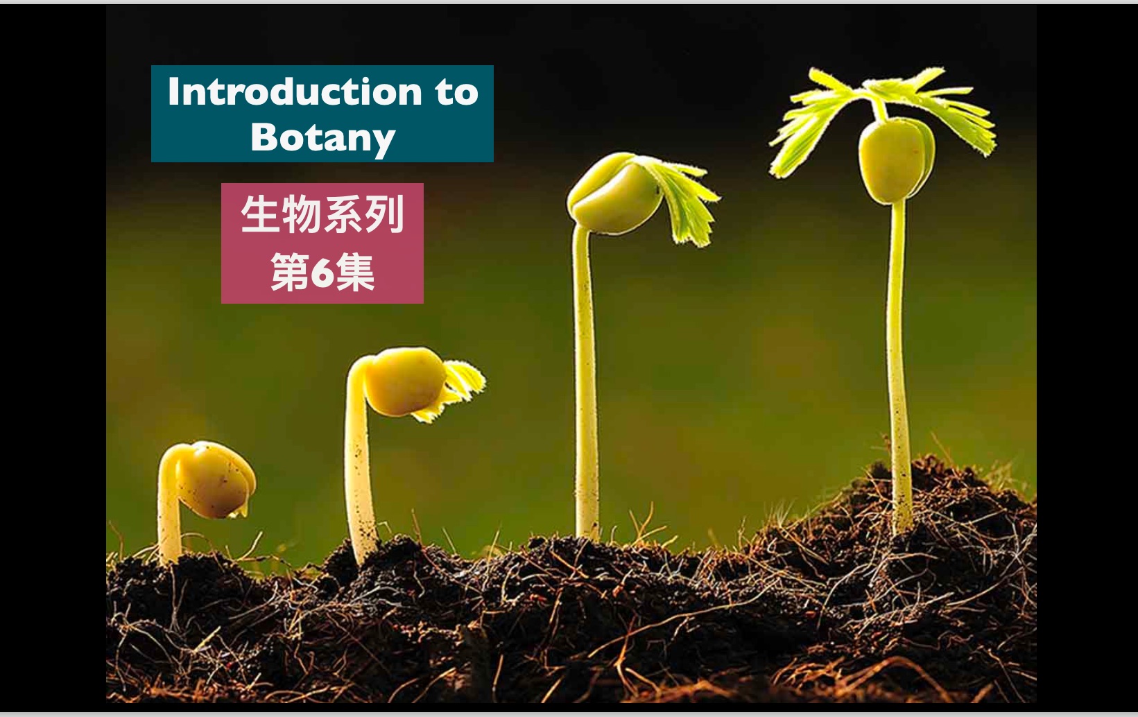 托福背景知识生物系列6Types of Plant Cells哔哩哔哩bilibili