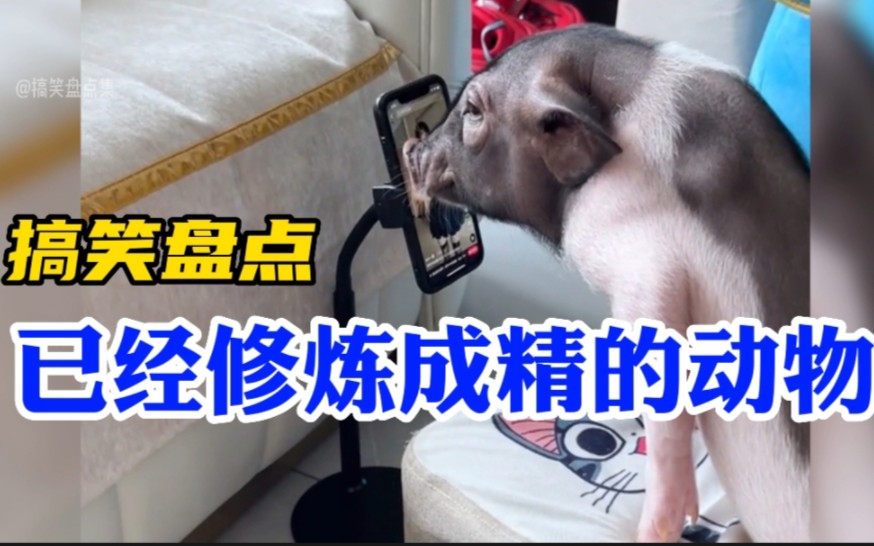 盘点那些已经修炼成精的动物们,这智商超乎想象,大开眼界啊!