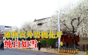 Download Video: 雍和宫外碧桃花开纯白如雪，引众多游客拍照打卡