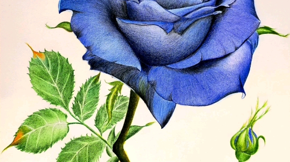 彩铅蓝玫瑰
