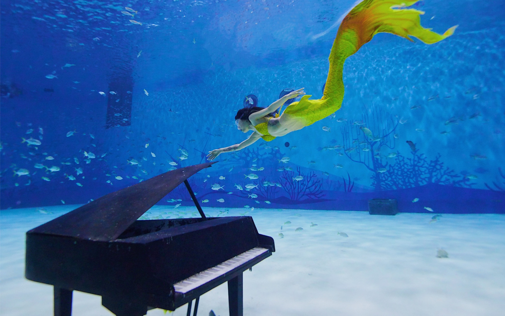 要不要考虑整个缸养条美人鱼当宠物 上海海昌海洋公园美人鱼之夜!