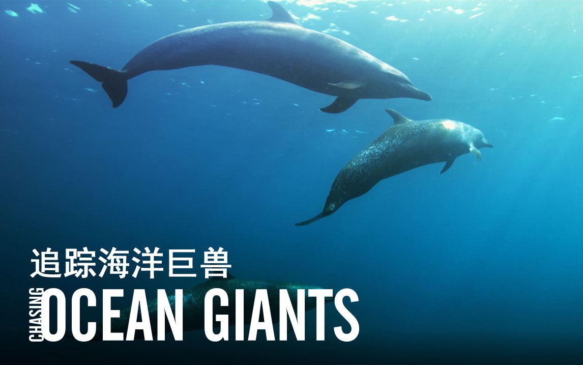 追踪海洋巨兽第8集斑海豚与金枪鱼的盛宴