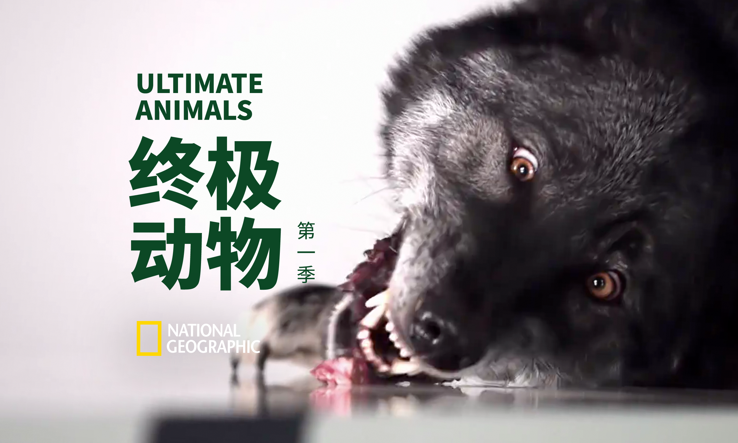 终极动物第一季第4集猪狼乌鸦