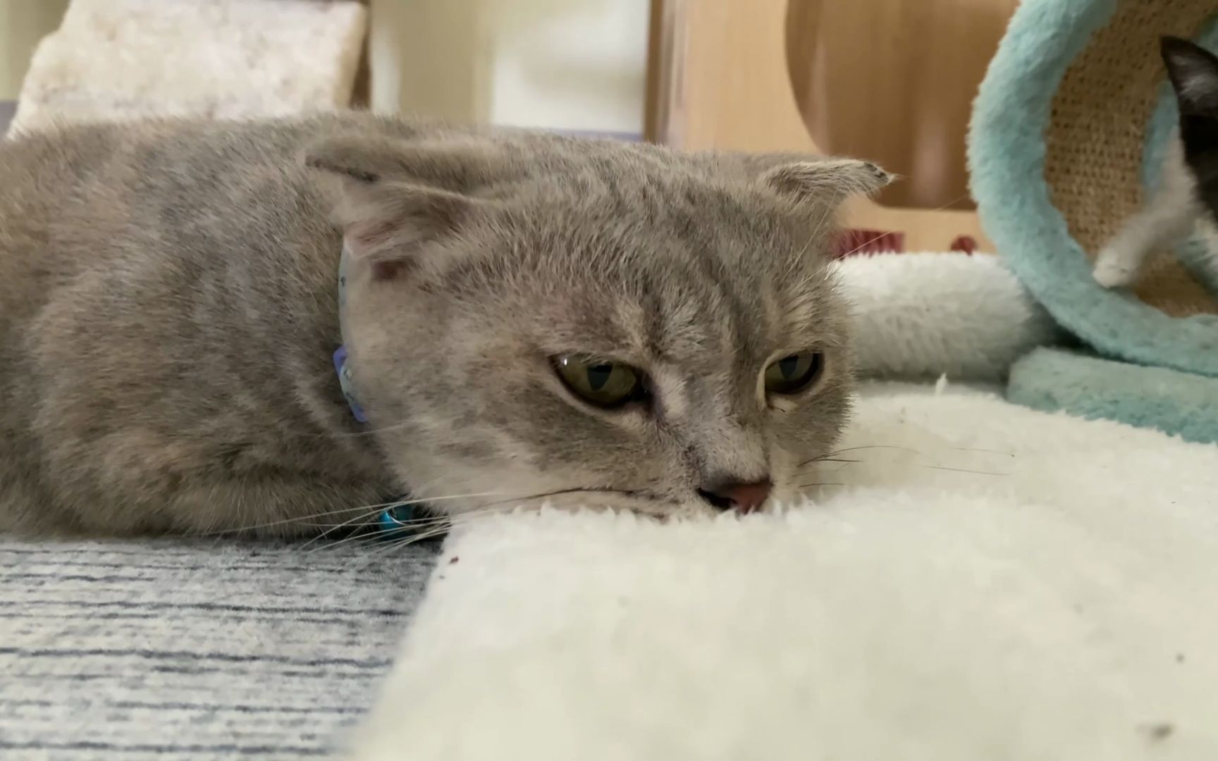 猫姐姐陪我玩真好玩