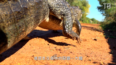 [图]《在森林和原野－動物逃犯篇》KKC｜逃犯條例