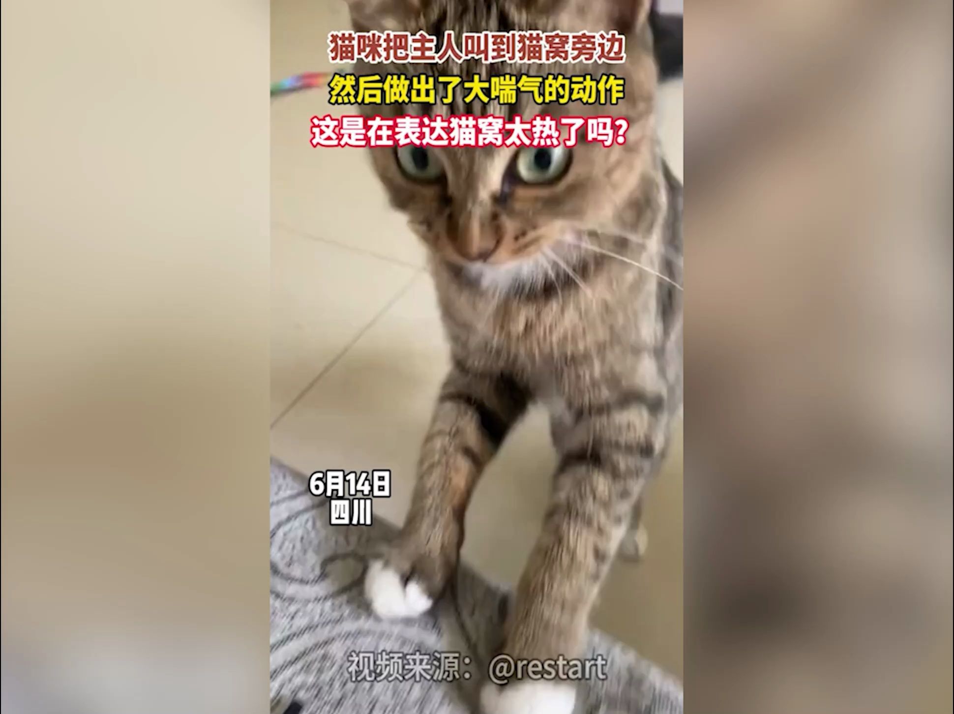 猫咪把主人叫到猫窝旁边 然后做出了大喘气的动作 这是在表达猫窝太热了吗?哔哩哔哩bilibili